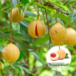 kerala-nutmeg-spice-plant