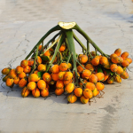 mohitnagar kavungu plant