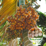 Mohitnagar areca palm