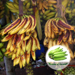 changalikodan banana plant