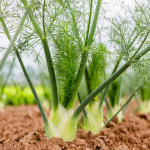Fennel / Perumjeerakam (Seedling) Spice Plant - Image 4