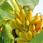 kadhali banana plant