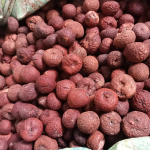 red beetle nut