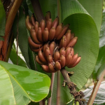 chenkadali plant