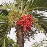 Red beetle nut palm
