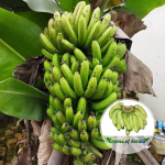 cavendish banana plant