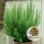 Rosemary spice plant