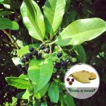 allspice-spice-plant