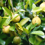 srilankan-nutmeg-plant
