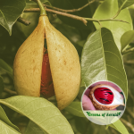 srilankan-nutmeg-spice-plant