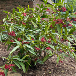 star-anise-spice-plant-online