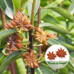 star-anise-spice-plant