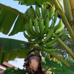 swarnamukhi banana plant