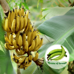 swarnamukhi banana plant