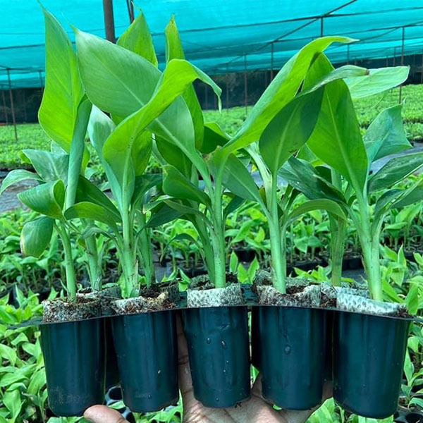 buy tissue culture banana plants online