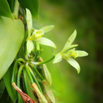 vanilla-spice-flower