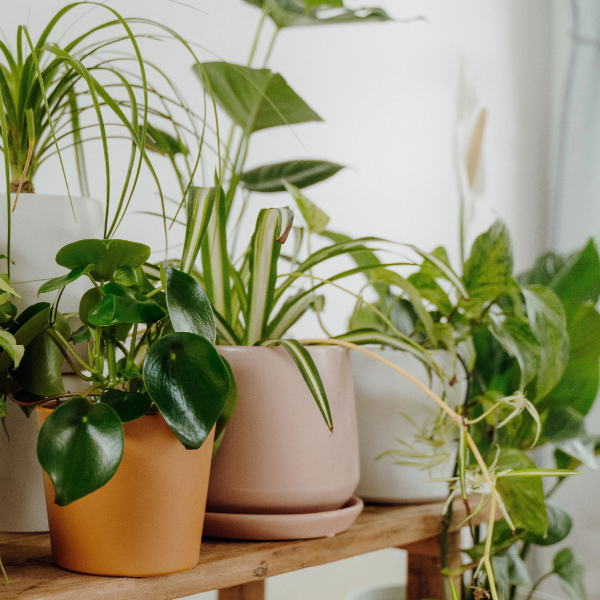 Air-purifying Plants NASA