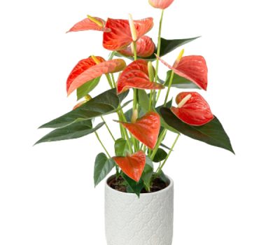 Anthurium Flamingo Lily
