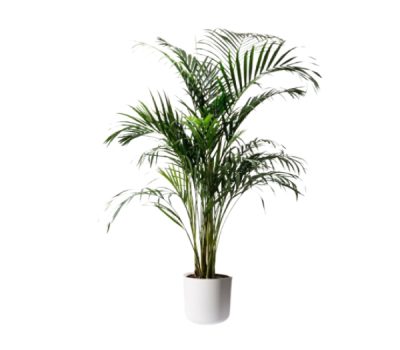 Areca Palms