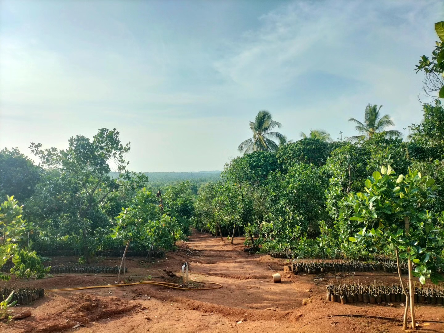 Ayur-Jack-Farm-Kurumalkunnu-Thrissur-2