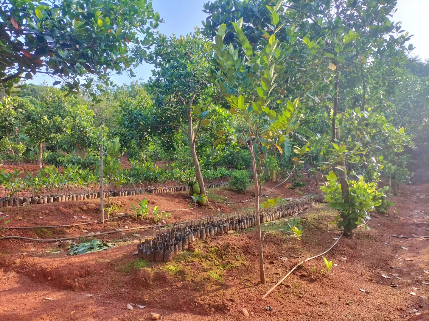 Ayur-Jack-Farm-Kurumalkunnu-Thrissur-4