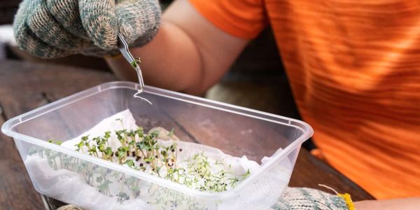 Germinate-Paper-Towel