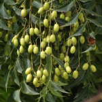 Neem tree seeds