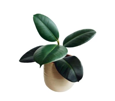 Rubber plant