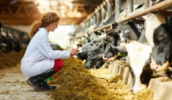 Top-Agricultural-Courses-in-India-animal-husbandry