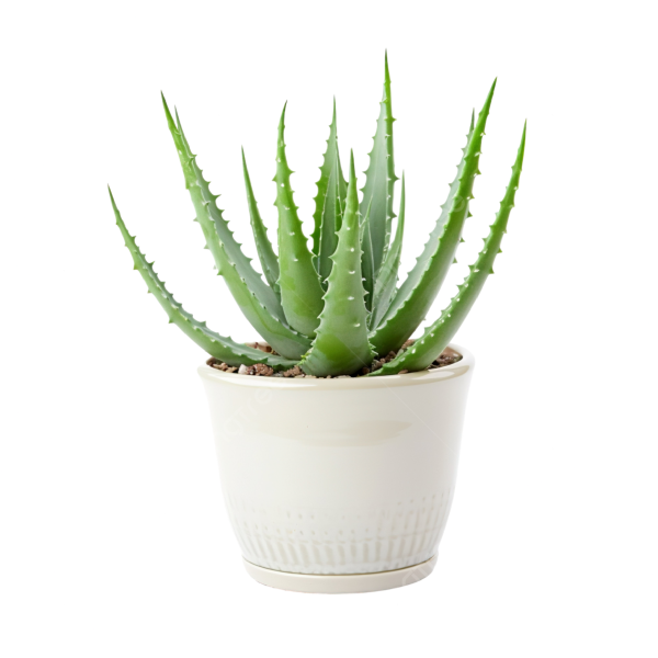 Top Plants that Release Oxygen at Night