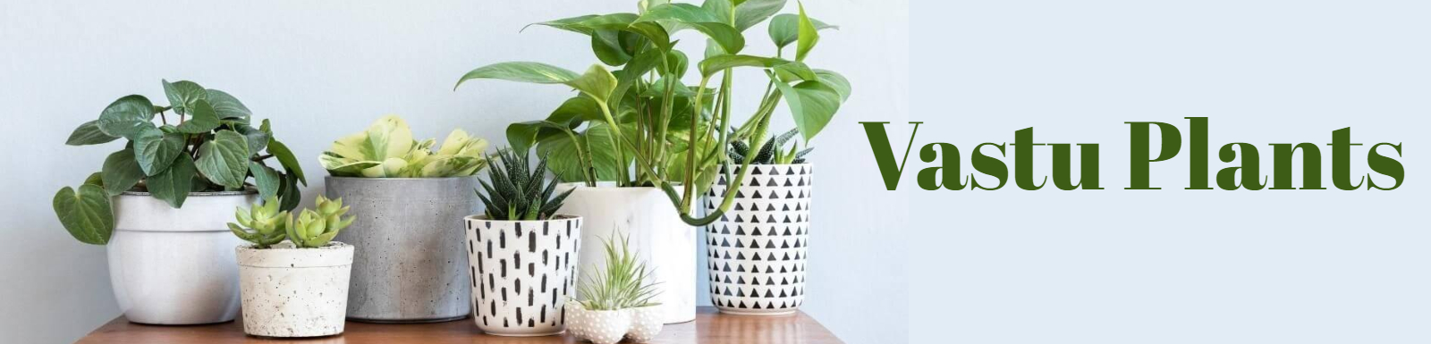 VASTU PLANTS