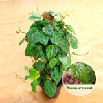 betel leaves plant