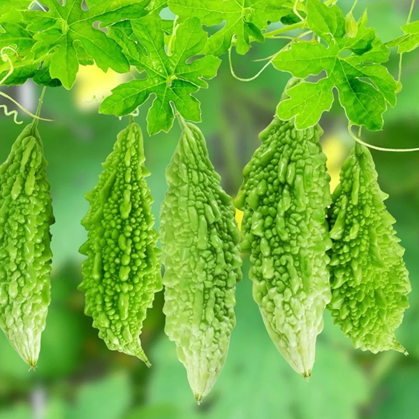 bitter gourd growing method and care