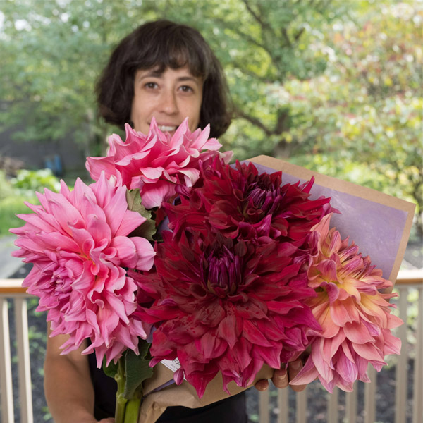 dahlia flowers planting and flowering tips