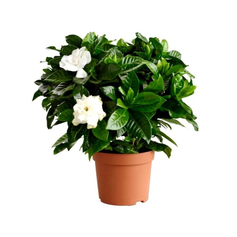 gardenia plant