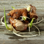 Ginger seed sprout