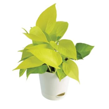 golden pothos