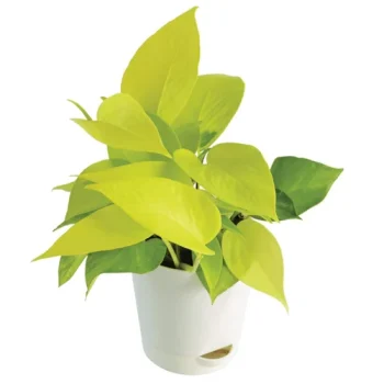 golden pothos