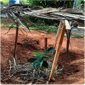 shade for jackfruit plant