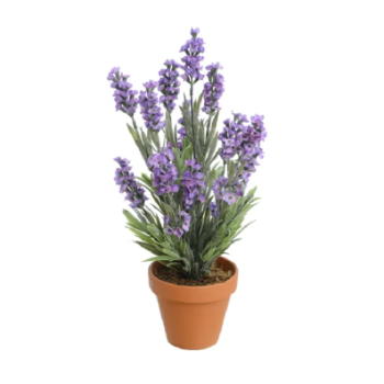 lavender plant