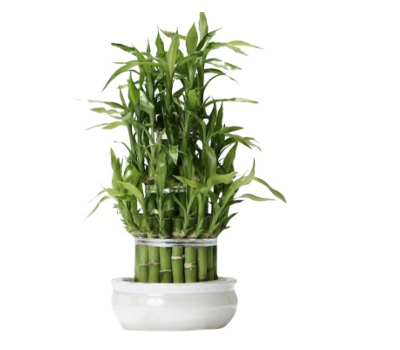 lucky bamboo plant