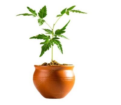 neem plant