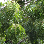 Neem Tree