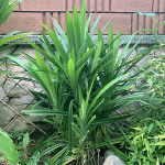biriyani leaf plant