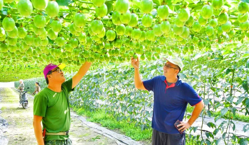 passion-fruit-flowering