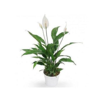 peace lily