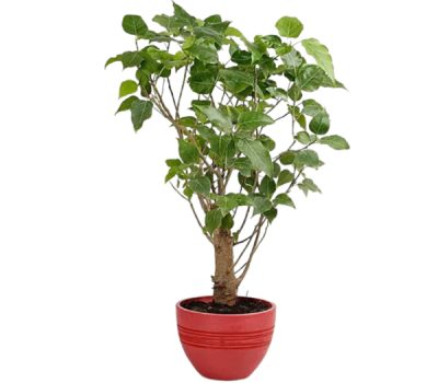 peepal plant
