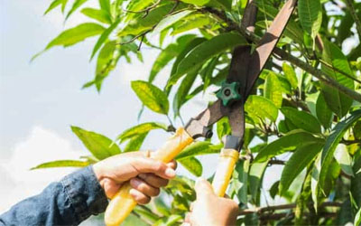 pruning fruit plants