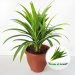 Pandan Leaf Plant