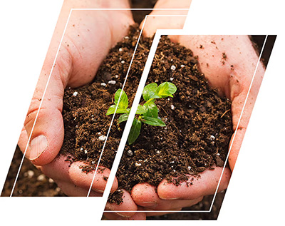 soil test for jackfruit planting